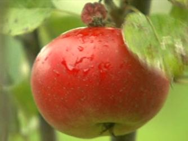 Organic Farming - Strictly regulated