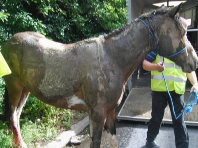 Horses - Concern over treatment