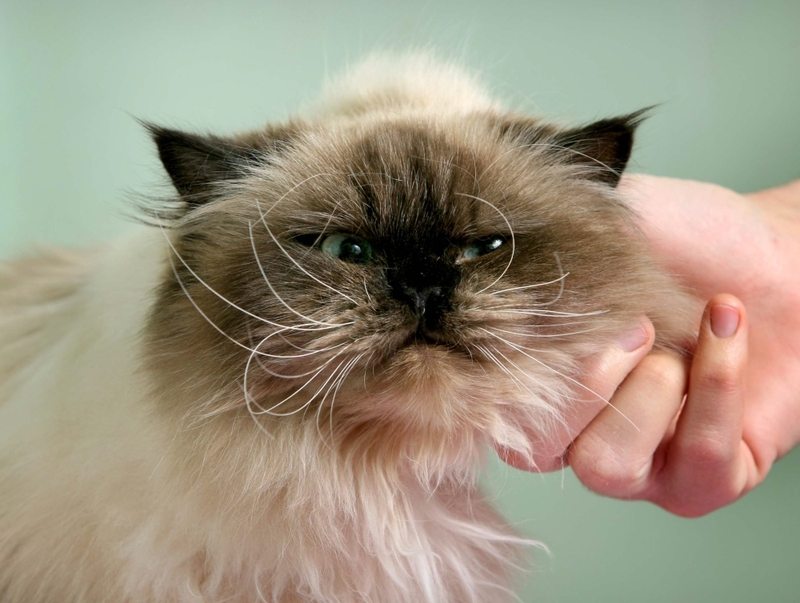 Clyde - Went walkabout for three years