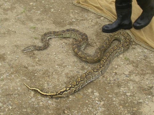 Python - Snake found river