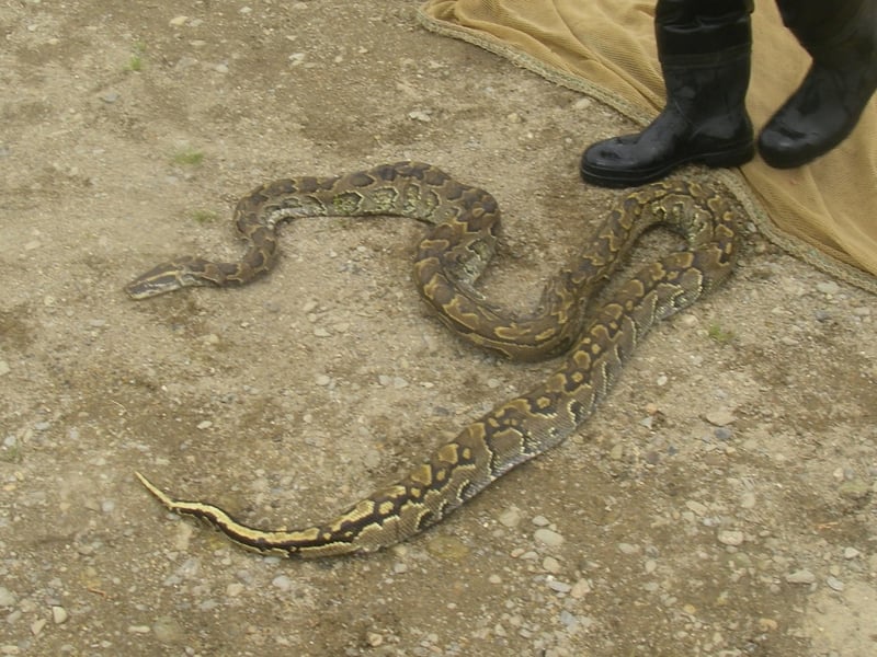 Python - Snake found river