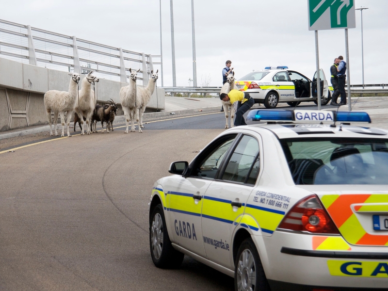 M50 - Llamas escaped from circus - (Pic: Daniel Crowley)