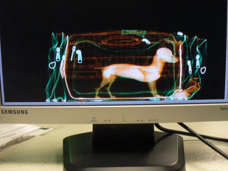 X-ray - Dog concealed by passenger