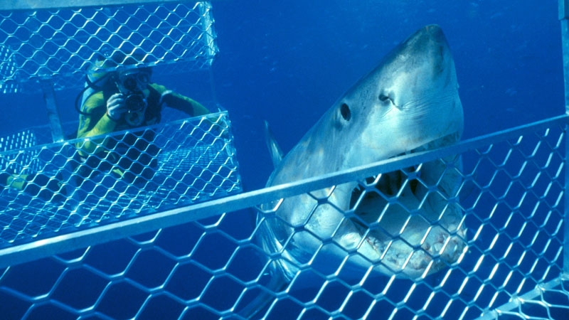 Shark cage diving