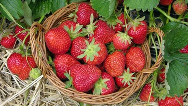 Strawberry Crème Crumble