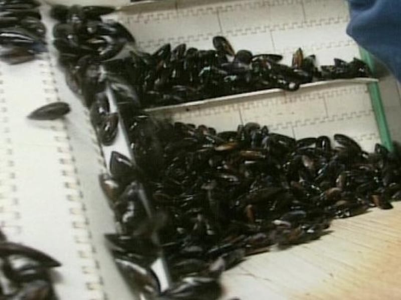 Mussels - Food safety scare in France