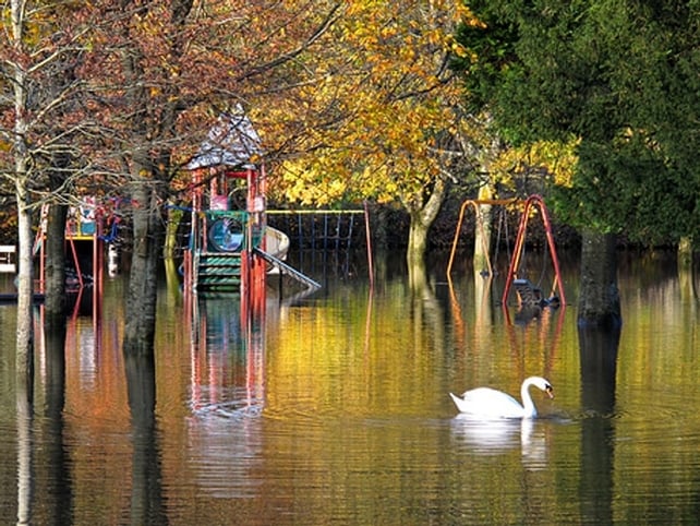 A swan takes advantage of flooding in Cork city's Fitzgerald's Park - (Credit: David Hegarty)