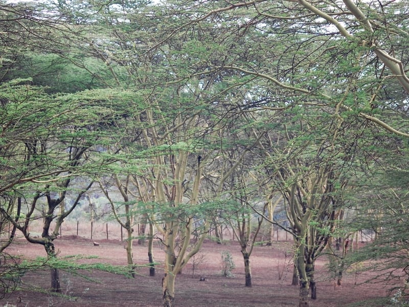 Trees and plants are needed for bees to produce honey