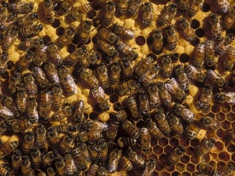 Bees - Have 'honey stomachs' to store nectar