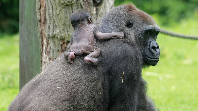 An amazing privilege