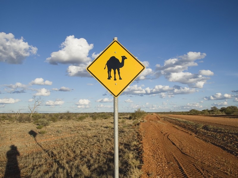 Camels - More than one million roam central Australia