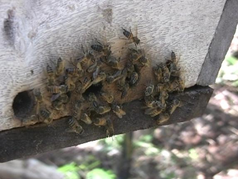 Beekeeping - Rita re-invested in her business