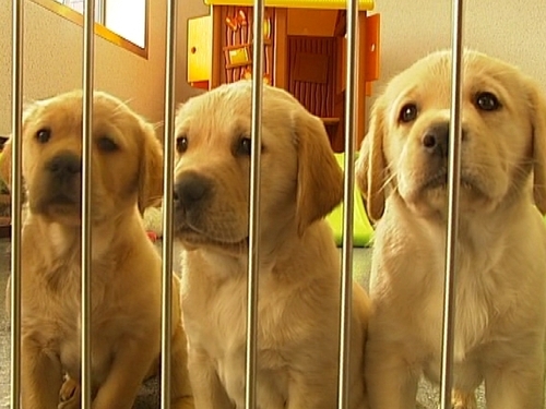Taking your pet to the vet is very expensive
