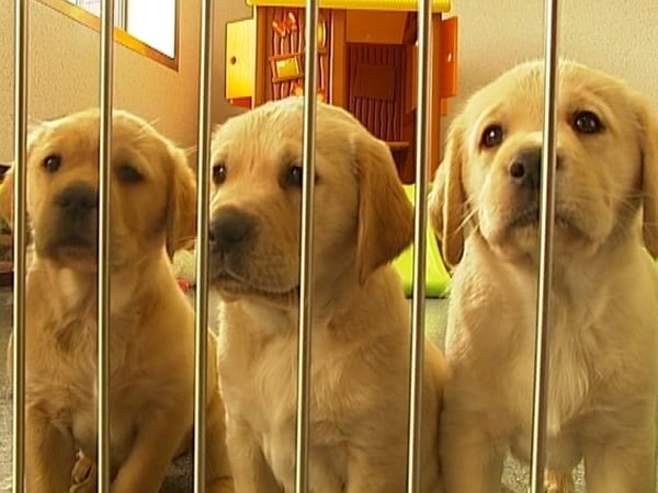 Taking your pet to the vet is very expensive