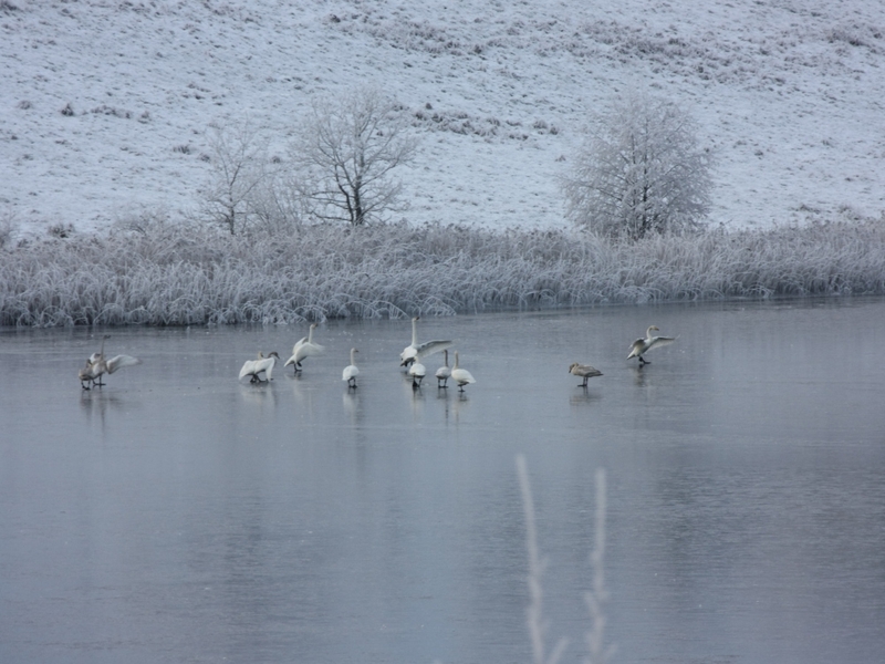 Freezing weather - 'Swan Lake' in Co Cavan - (Credit: Brian Daly)