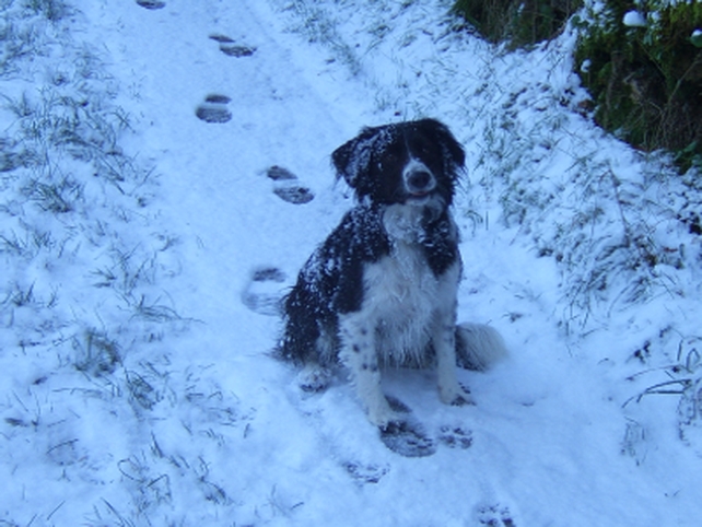 Wexford - Pic: Sinead Kelly