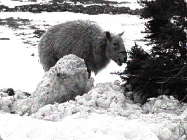 A sheep is forced to resort to eating gorse bushes.