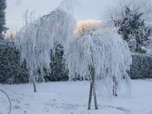 Cavan - Pic: Breege Delaney