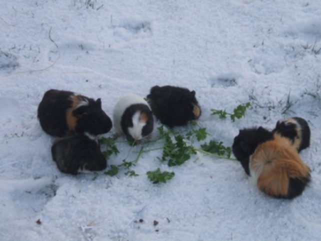 'Snack Time' - Pic: Thomas Hudson