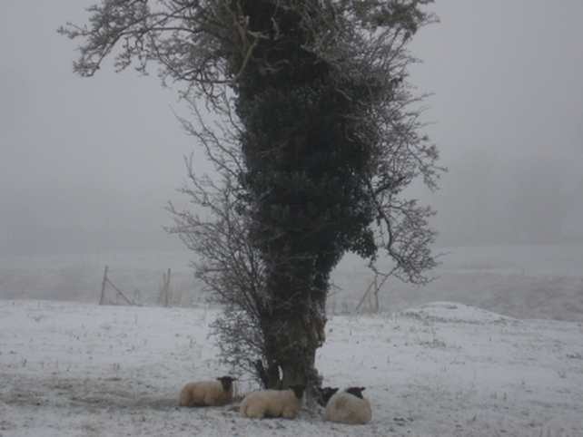 Seeking shelter in Co Meath - Pic: Peter Mooney