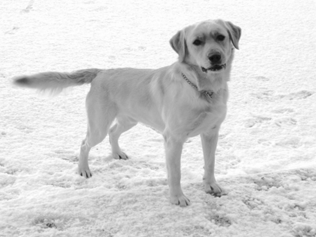 Good dog Shep, Wexford - Pic: Rick Muldoon