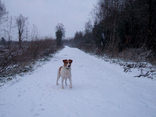 Co Laois - Pic: Niall Brennan
