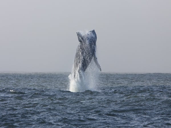 Whale - (Pic: Irish Whale &amp; Dolphin Group and Wild Journeys, RTÉ 1)