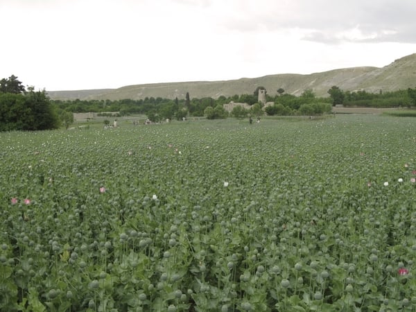 Marjah - Effort to end poppy farming
