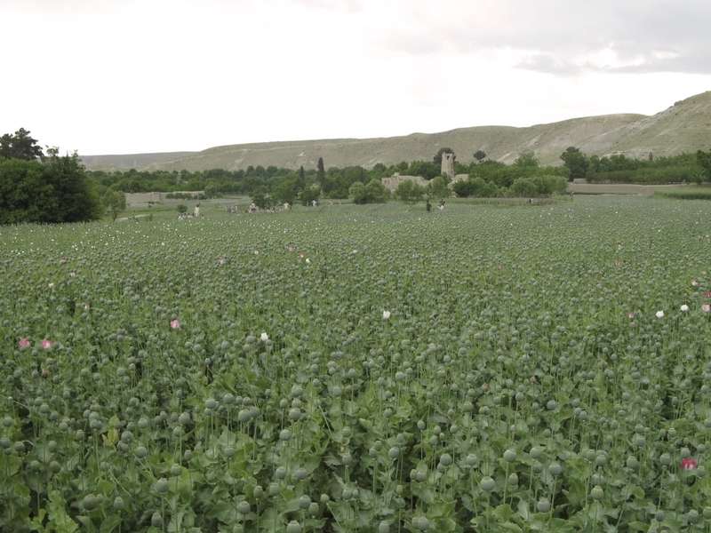 Marjah - Effort to end poppy farming
