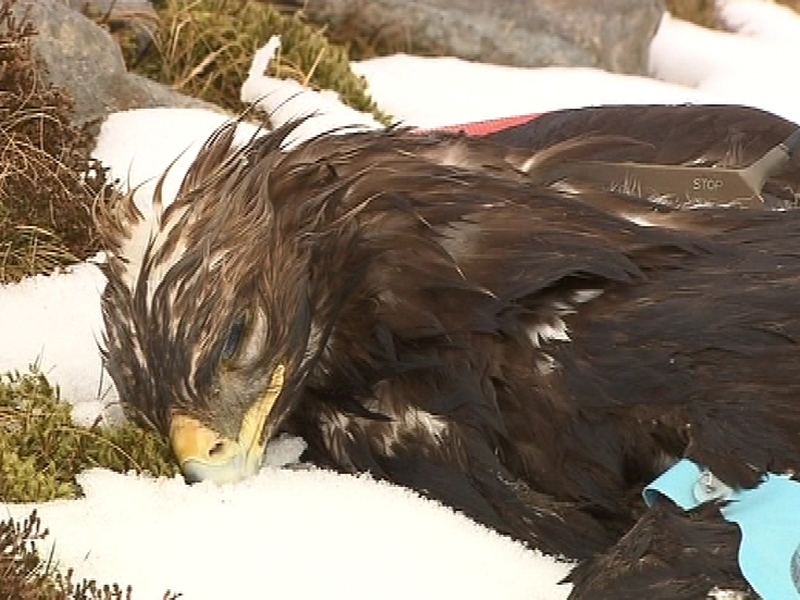 Golden eagle - Found poisoned