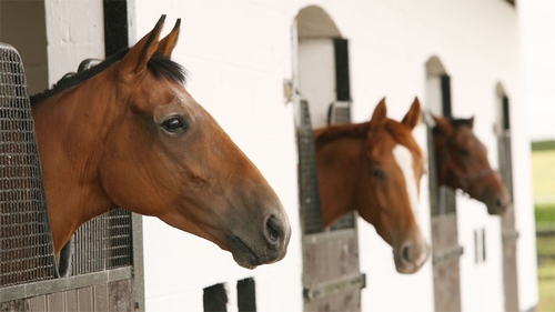 Horses - Stud farms employ highly skilled personnel