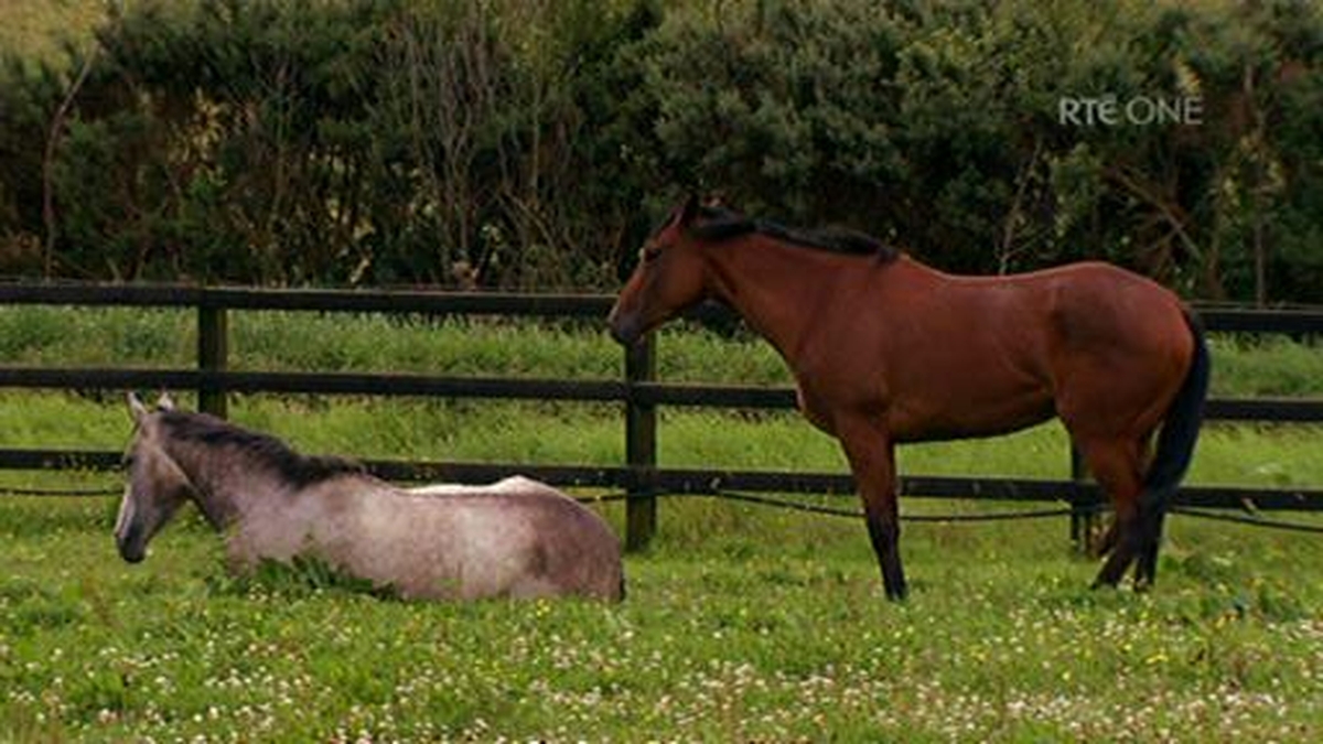Darragh Ó Tuairisg, Uacharán chumann lucht chapaillíní Chonamara.