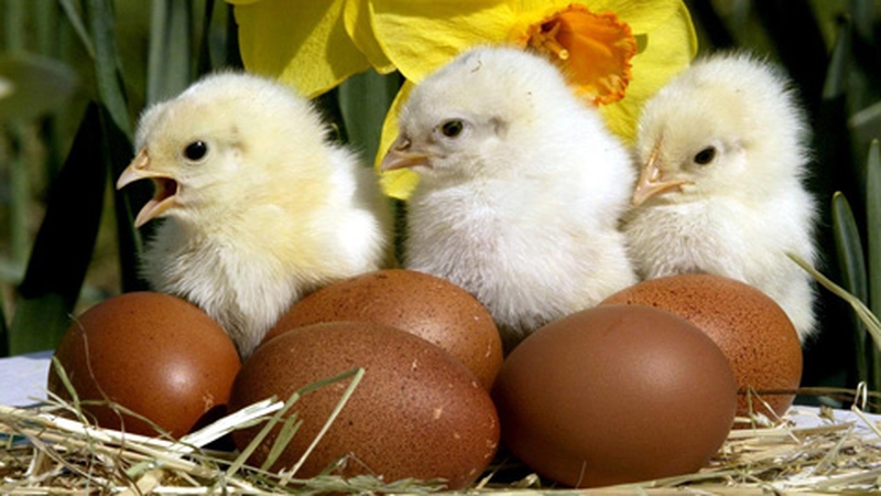 Mini Easter Egg Lollipops