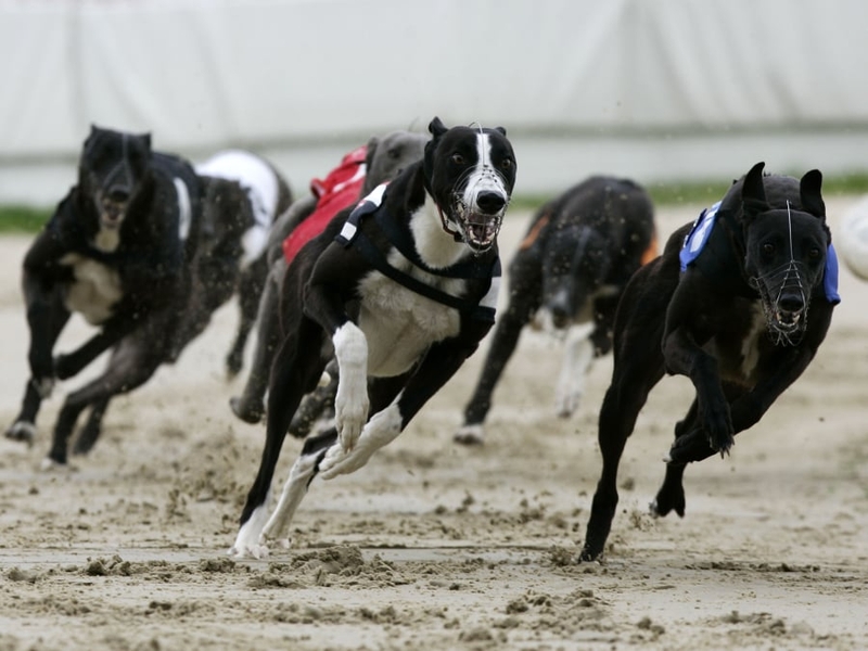 Greyhound Racing - Concerns over industry
