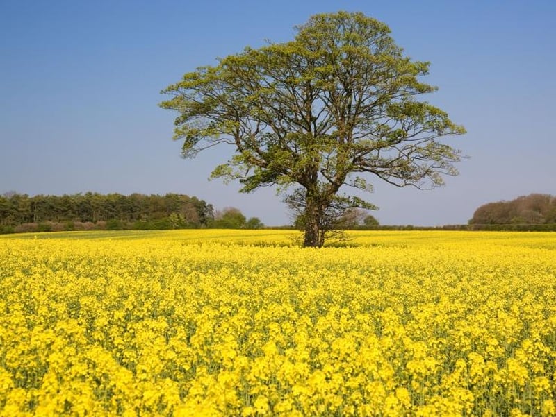 Crops - Bioenergy market