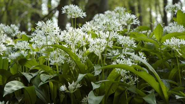 Wild Garlic Pesto