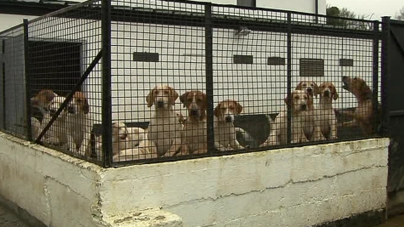 Stag hunting - Govt wins tight vote