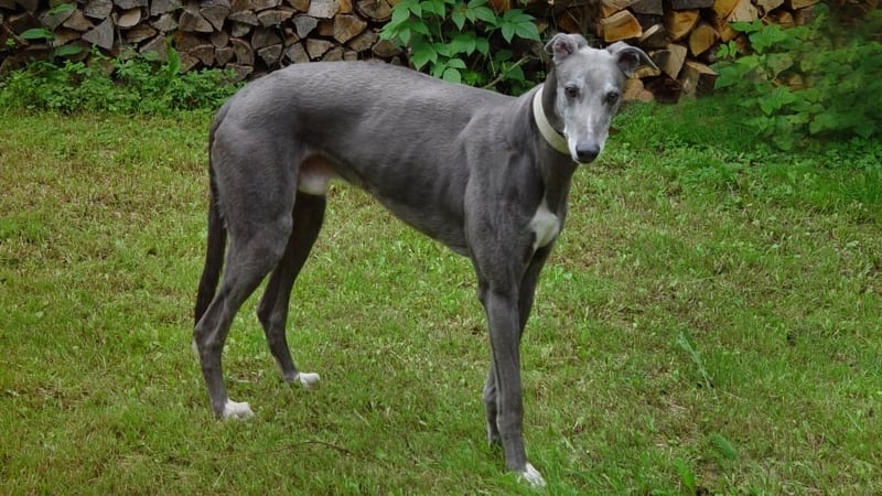 Greyhound - Opposition told element of trust needed over Greyhound Act