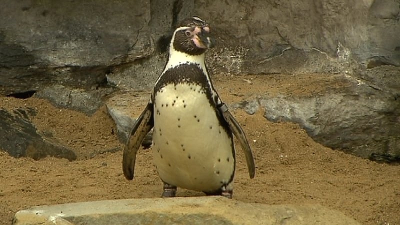 Kelli - Safely returned to Dublin Zoo