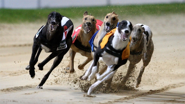 Harold's Cross track will be sold as IGB combats debts of over €20m
