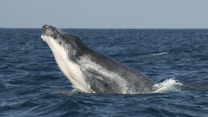 The footage shows how some whales use bubbles to optimise their consumption of prey by creating bubble nets