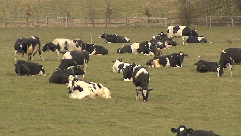 Agricultural and fisheries policies involve 40% of the EU budget