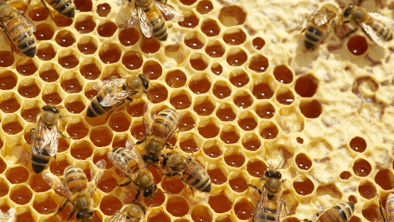 Cosc ar bheacha coimhthíocha á éileamh