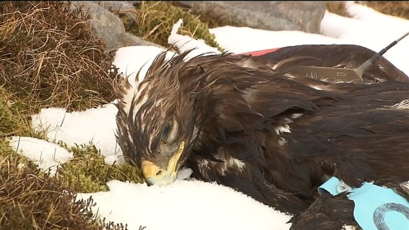 Eagle - 12 birds of prey have been poisoned