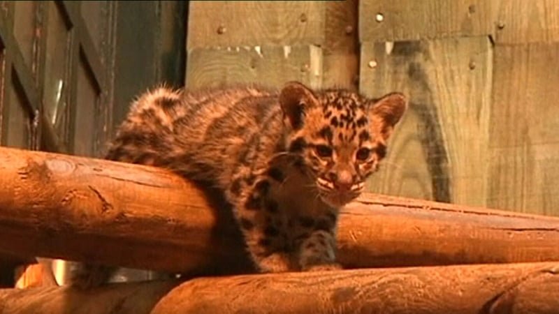 Neofelis nebulosa - Two-month-old baby leopards are on the red list for endangered species