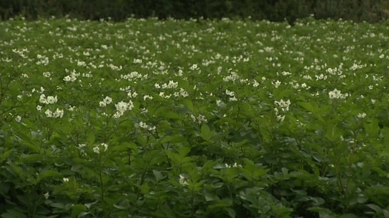 Origin Enterprises' underlying revenue for the third quarter rose by 0.8%