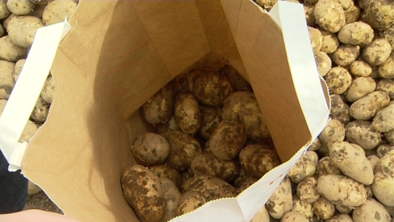 Donegal Creameries says its seed potato business is now at the core of its business