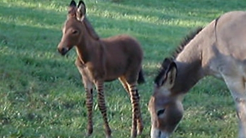 'Pippi Longstocking' - Her mother is a donkey and father a zebra