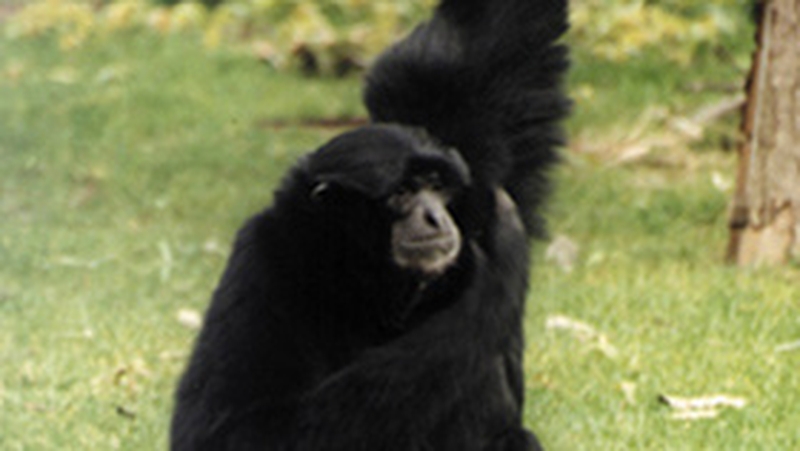 Siamang Gibbon - Animal was unharmed - (Pic: www.dublinzoo.ie)