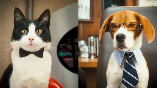 Cats and dogs are struggling to save the planet (and this movie)